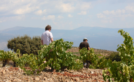 Walking in vineyards